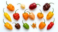 Assorted hot peppers in various colors and stages of ripeness arranged on white background, suitable for food photography, culinary design, recipe blogs, and cooking websites.