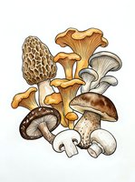 Botanical illustration of various edible and wild mushroom species arranged in a composition, featuring morel, chanterelle, oyster, porcini, and button varieties isolated on white background for design use.