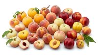 Fresh ripe peaches and nectarines collection with green leaves isolated on white background for healthy eating and summer fruit designs.