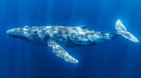 Majestic gray whale swimming in deep blue ocean waters, sunlight filtering through creating ethereal glow on marine mammal's textured skin. Underwater wildlife photography.
