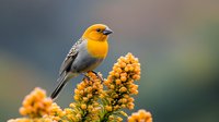 Yellow-headed blackbird perched on vibrant golden wildflowers against blurred natural background, displaying bright plumage and detailed feathers in morning light.
