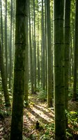 Dense bamboo forest grove with tall green stalks and filtered sunlight creating peaceful natural atmosphere for meditation and wellness designs.