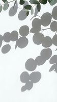 Eucalyptus branches with green leaves casting soft shadows on white background, suitable for wellness and botanical design projects.
