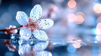 Delicate white cherry blossom flower with water droplets reflecting on glossy surface with dreamy bokeh lights background for spring nature concepts.