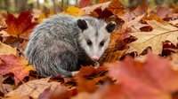 Young opossum sitting among colorful autumn leaves in natural outdoor setting. Wildlife photography showcasing seasonal fall foliage and native marsupial.