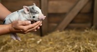 Farmer holding small white piglet in hands at barn with hay, agricultural livestock care and animal husbandry concept.