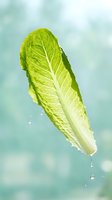 Fresh napa cabbage leaf with water droplets against soft turquoise background, isolated for culinary, healthy eating, and food design projects.