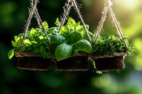 Fresh herbs and basil plants growing in hanging kokedama moss balls with natural twine rope against blurred green garden background. Perfect for kitchen decor.