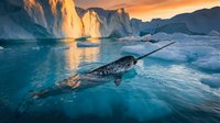 Narwhal swimming among icebergs in Arctic waters at golden hour sunset, showcasing wildlife in glacial landscape and marine environment.