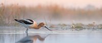 American avocet wading bird feeding in shallow water during golden hour with soft bokeh background and warm lighting creating peaceful wetland scene.