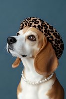 Stylish beagle dog wearing leopard print beret and pearl necklace against blue background, fashionable pet portrait for luxury canine accessories and clothing.