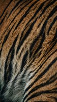 Close-up macro shot of natural animal fur texture with brown and black striped pattern showing detailed hair fibers and organic surface structure.