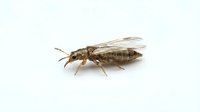 Termite worker isolated on white background, macro view of wood-eating insect pest for educational and pest control design use.