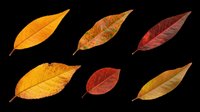 Autumn leaves in various stages of seasonal color change, isolated on transparent background, ready for t-shirt design, clipart, stickers, sublimation and print-on-demand projects.