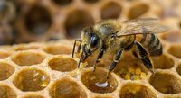 Honeybee worker collecting nectar on golden hexagonal honeycomb cells in beehive. Natural honey production and beekeeping agriculture concept for organic food industry.