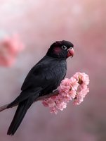 Black palm cockatoo perched on blooming cherry blossom branch against soft pink background, creating dramatic contrast between dark feathers and delicate flowers.