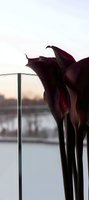 Deep burgundy calla lilies with water droplets against frosted glass window create moody atmospheric composition at dawn, elegant floral arrangement for luxury decor.