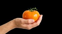 Hand holding a ripe orange tomato, isolated on transparent background. Ready for food, farming, and harvest designs, stickers, print on demand, and T-shirt use.