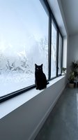 Black cat sitting on windowsill gazing at frost-covered winter window with bare trees outside, indoor pet lifestyle scene for home and seasonal content.