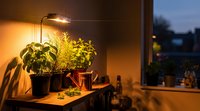 Cozy indoor herb garden with grow light illuminating potted plants on wooden shelf near window during evening hours for sustainable home gardening.