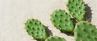 Prickly pear cactus plants with green paddles and sharp spines on sandy beige background, isolated for design use.