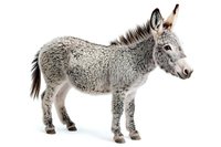 Young gray donkey with fuzzy winter coat standing in profile view on white background, isolated farm animal for agricultural and educational designs.