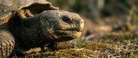 Close-up of an ancient tortoise with textured shell crawling on mossy ground, suitable for wildlife and nature documentaries.
