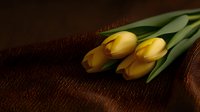 Yellow tulips lying on dark brown textured fabric with dramatic lighting and shadows creating moody spring floral composition for greeting cards and romantic designs.