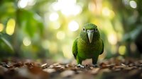 Green parrot with distinctive head feathers standing on forest floor with beautiful bokeh background. Perfect for wildlife and exotic bird publications.