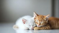 Two adorable kittens sleeping peacefully together, orange tabby and white fluffy cat cuddling on clean surface for pet care and animal friendship concepts.
