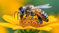 Honeybee collecting nectar from bright yellow flower with detailed wings and fuzzy body against blurred natural background for pollination concepts.