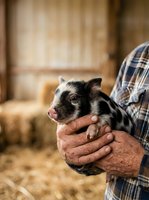 Farmer holding young piglet in barn with hay and straw, agricultural livestock care and animal husbandry for farming industry.