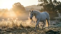 White horse walking through misty morning field at sunrise, surrounded by golden light and frost-covered grass, ideal for equestrian, nature, and wellness themes.