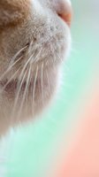Close-up of cat whiskers and nose with soft pastel background for pet care and veterinary concepts.