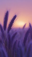 Purple wheat stalks silhouetted against pink and orange sunset sky, creating dreamy atmospheric rural landscape with soft focus and ethereal lighting effects.