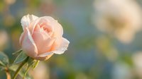 Soft pink rose bloom with delicate petals in gentle morning light, romantic floral background for wedding invitations and feminine design projects.