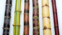 Colorful sugarcane stalks in various shades of purple, green, brown, and yellow arranged side by side on a white background.