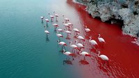 Pink flamingos wading in surreal turquoise and red water divide, creating dramatic color contrast against rocky shoreline. Aerial nature photography capturing unique environmental phenomenon.
