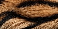 Natural brown and black striped animal fur texture showing soft wavy pattern of tiger or wild cat pelt macro close up background.