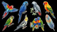 Colorful parrots and macaws isolated on transparent background, ready for t-shirt design, clipart, stickers, sublimation, and print-on-demand products.