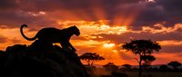 Leopard silhouette on rocky outcrop against dramatic orange sunset sky in African savanna landscape with acacia trees creating wildlife photography scene.