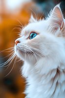 White longhair cat with striking blue eyes gazing upward against warm autumn background. Close-up portrait showcasing feline grace and elegant profile.