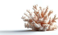 Pink coral branch specimen on white background with soft shadow, isolated marine life object for design, decor and educational purposes.