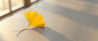 Single golden yellow ginkgo leaf on white surface with soft natural sunlight and shadow creating minimalist autumn composition for seasonal design.