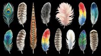Colorful bird feathers collection isolated on transparent background, ready for t-shirt design, stickers, clipart, print on demand, and sublimation projects.