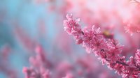Delicate pink cherry blossoms against soft blue bokeh background, blooming spring branch with gentle petals creating dreamy natural atmosphere.