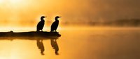 Two cormorants perched on a log at sunrise, silhouetted against golden water with warm reflections, ideal for nature and wildlife themes.