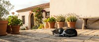 Tabby cat resting on a sunny Mediterranean terrace surrounded by potted flowers and lavender near a rustic white villa wall.