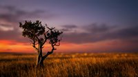 Solitary acacia tree silhouetted against dramatic sunset sky with golden grassland, capturing African savanna landscape during golden hour for travel and nature photography.
