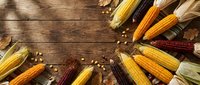 Fresh corn cobs with husks arranged in circular pattern on rustic wooden background, perfect for autumn harvest themes and organic food concepts.